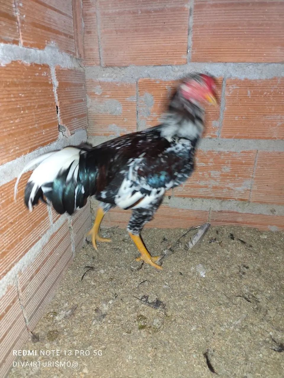 Kfrango - Foto 5