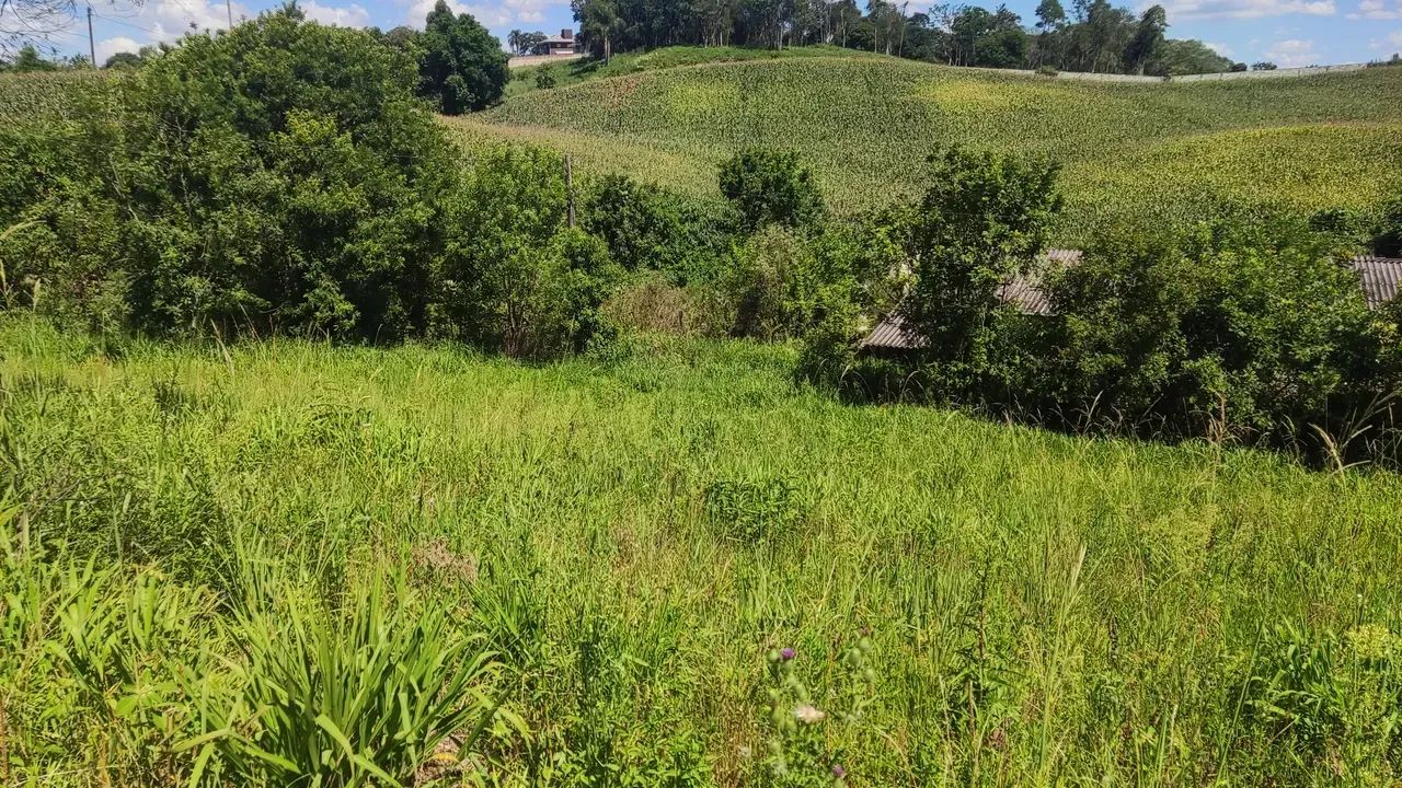 GALPÃO PARA ALUGAR - CAMPO MAGRO/PR - Foto 4