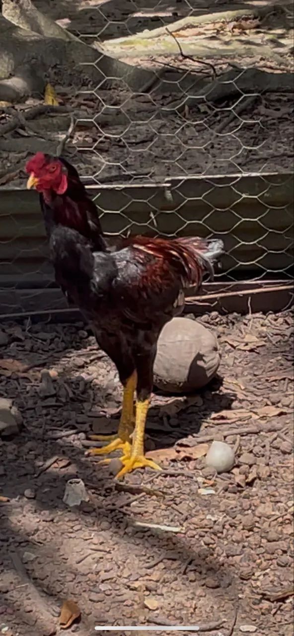Frango - Foto 4