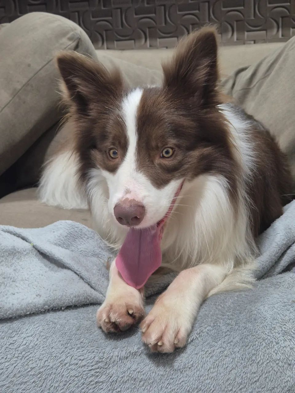 Border collie - Foto 3