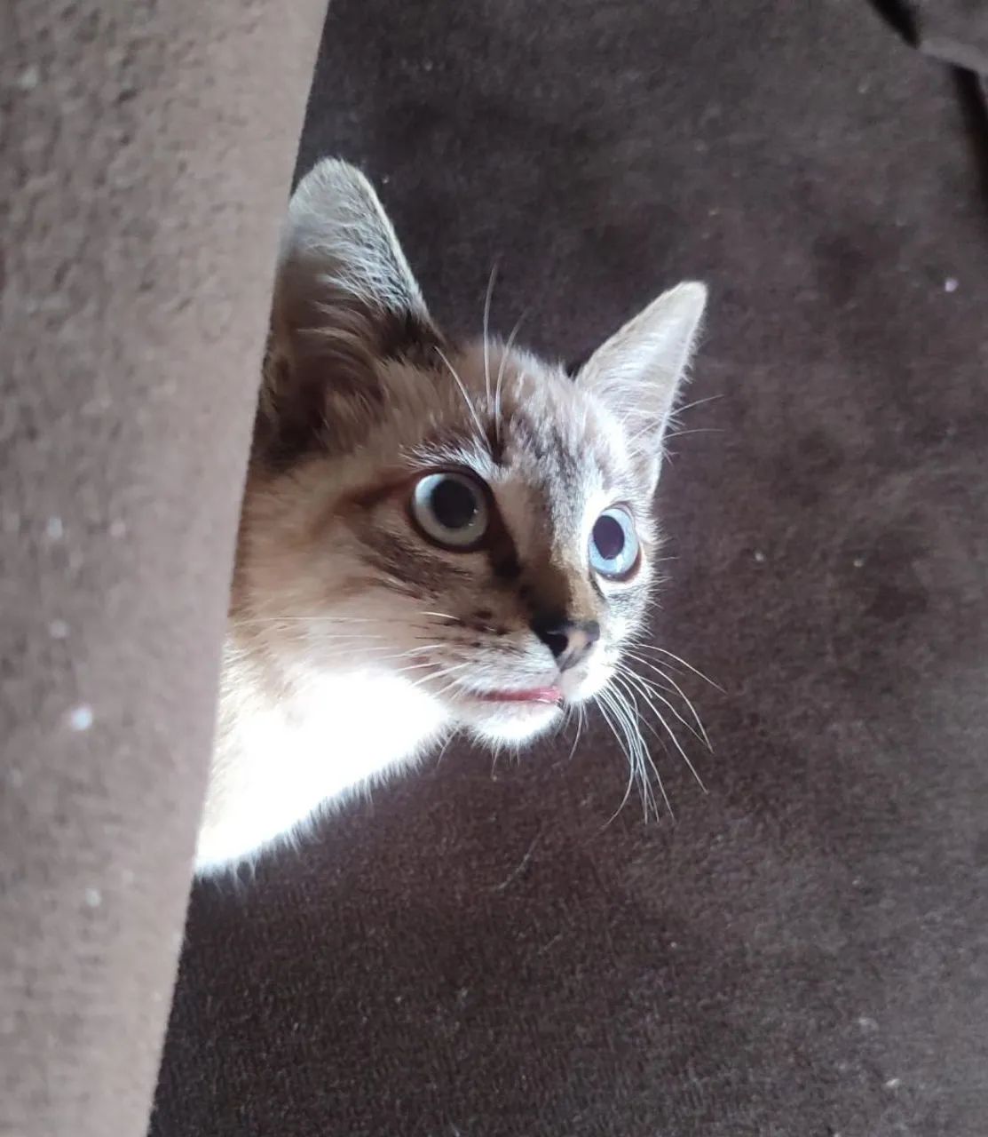 Doação de Gato  - Foto 2