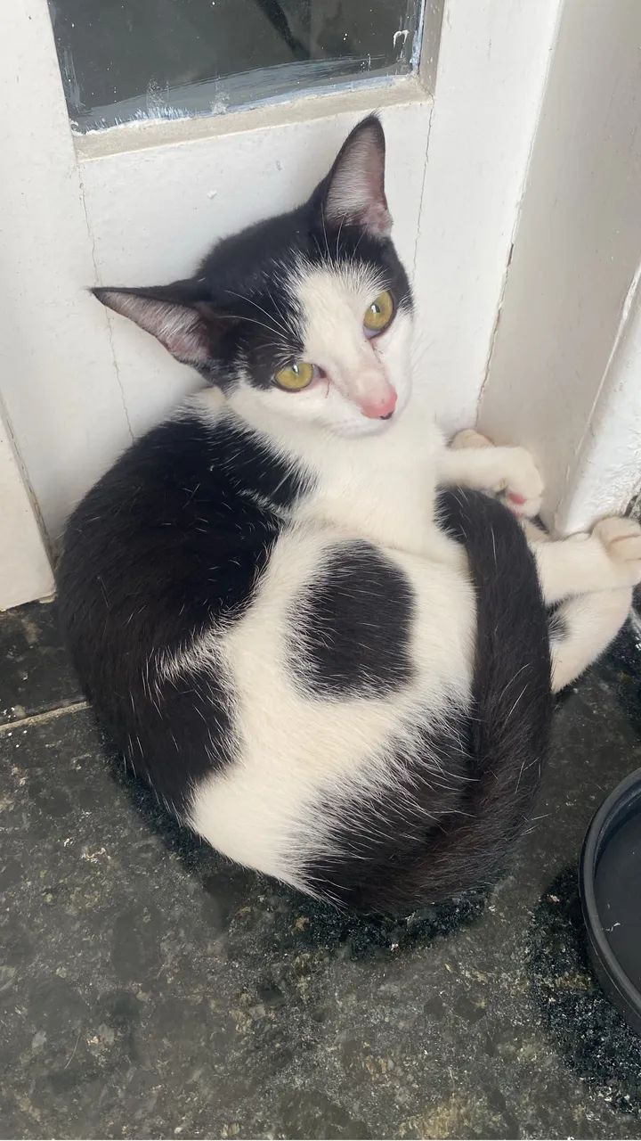 gatinha para adoção  - Foto 4