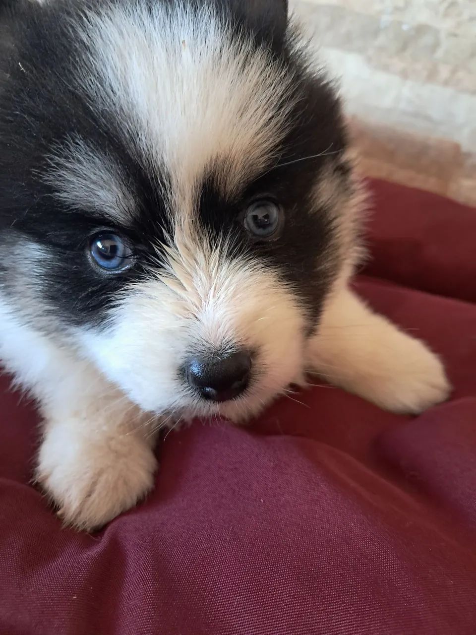 Animais  de estima ção  - Foto 2