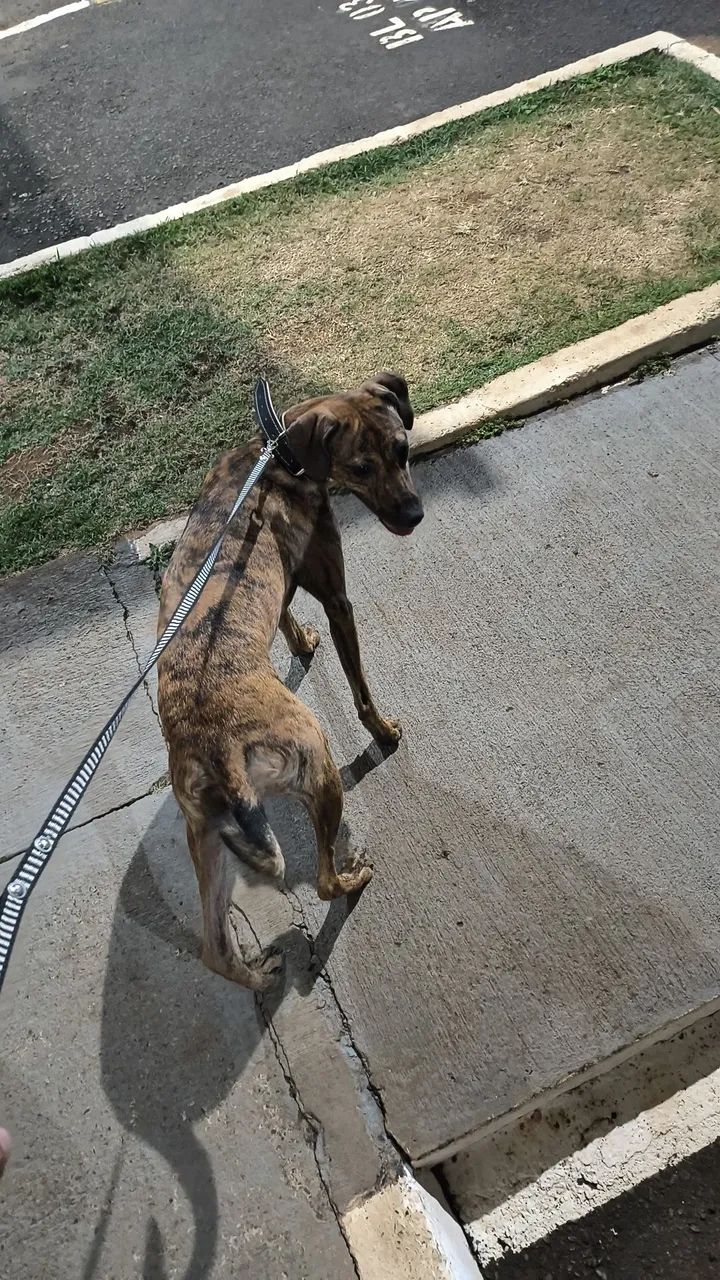 Cadela para doação  - Foto 4