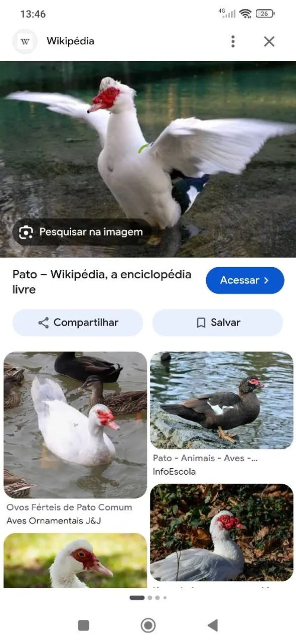 Patos e Patas 