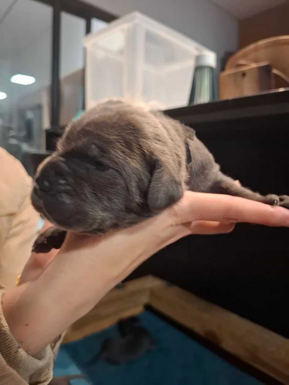 Filhotes de cane-corso com pedigree - Foto 4