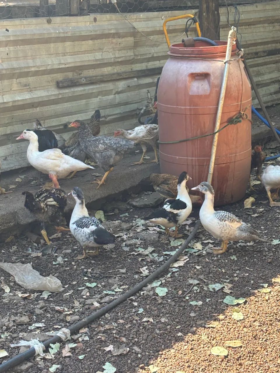 Vendo pato