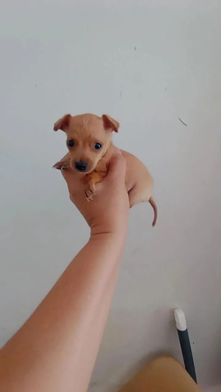 Pinscher zerinho macho - Foto 4