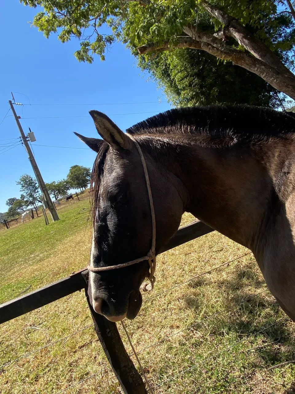 Vendo cavalo  - Foto 2