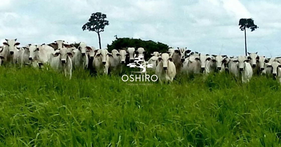 VENDO FAZ. EM ARAGUAPAZ - GO BOA DE ÁGUA - COM SEDE - NIL. CÓD. 15511 - Foto 5