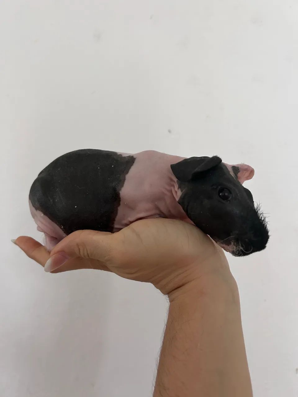 Porquinho da índia sem pelo