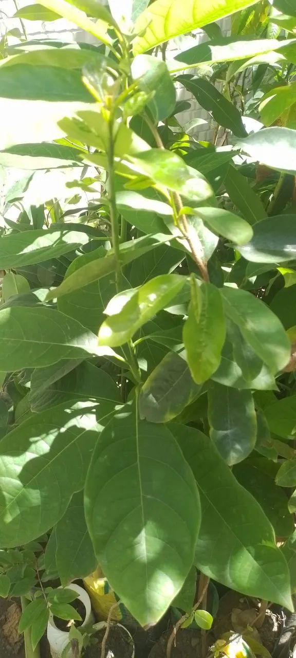 Mudas de banana da terra , parreira e cacau - Foto 4