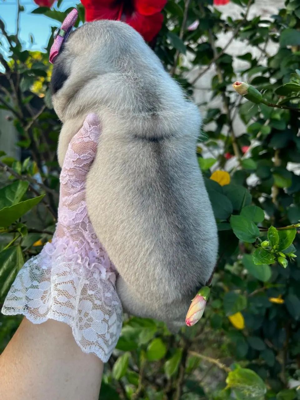 PUG FÊMEA E MACHINHO. - Foto 3