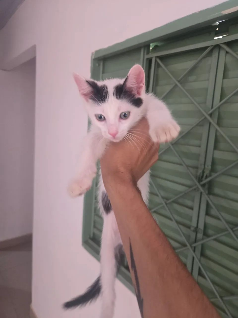 Adoção responsável