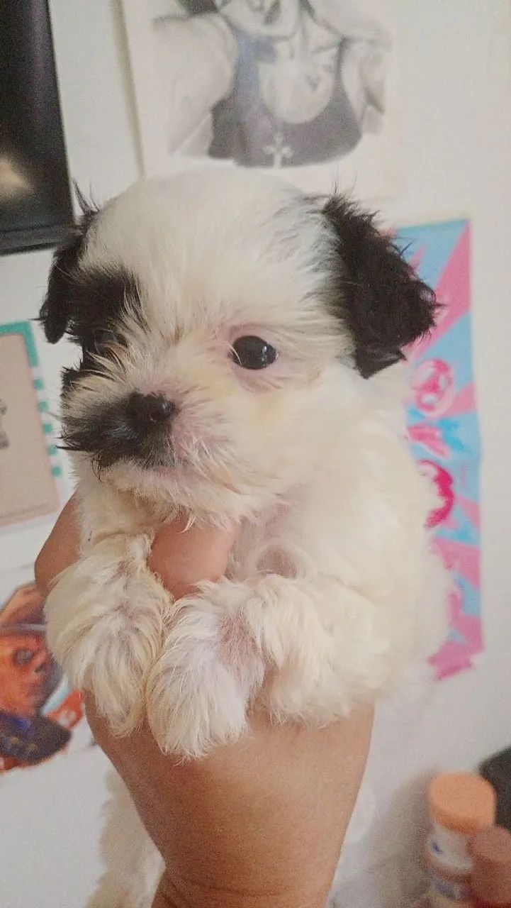 Bebe de shitzu macho  - Foto 2