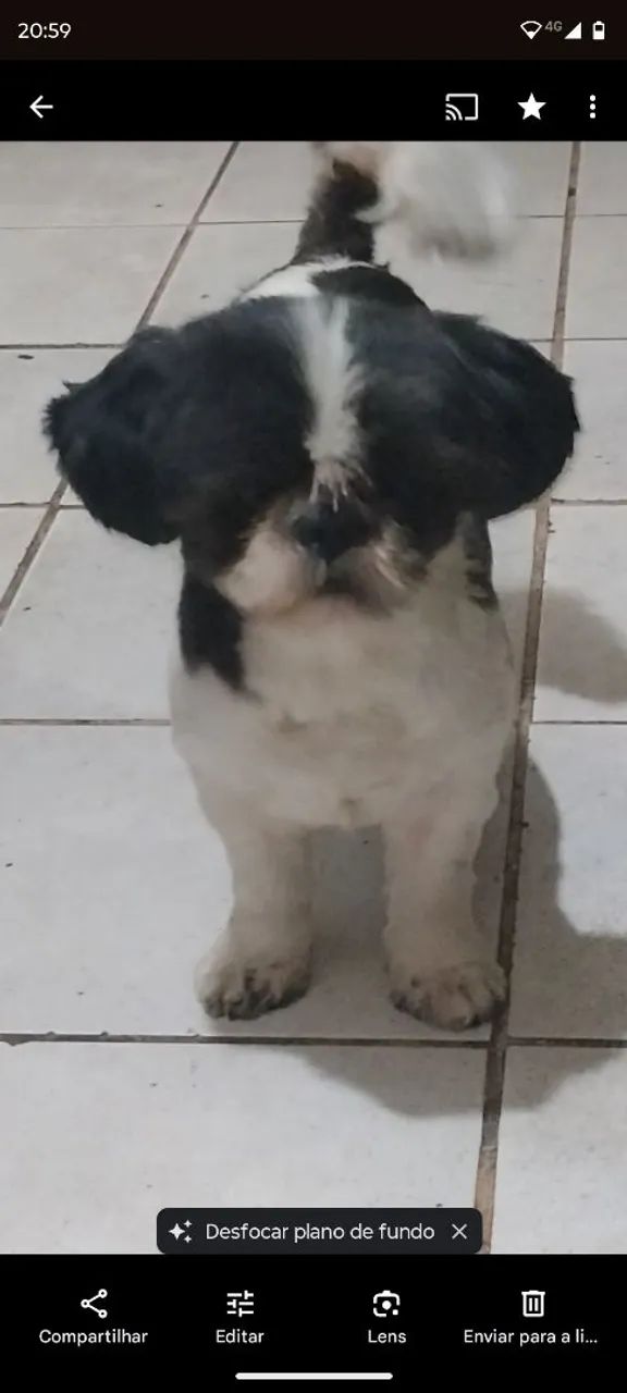 Filhote de cachorro - Foto 3