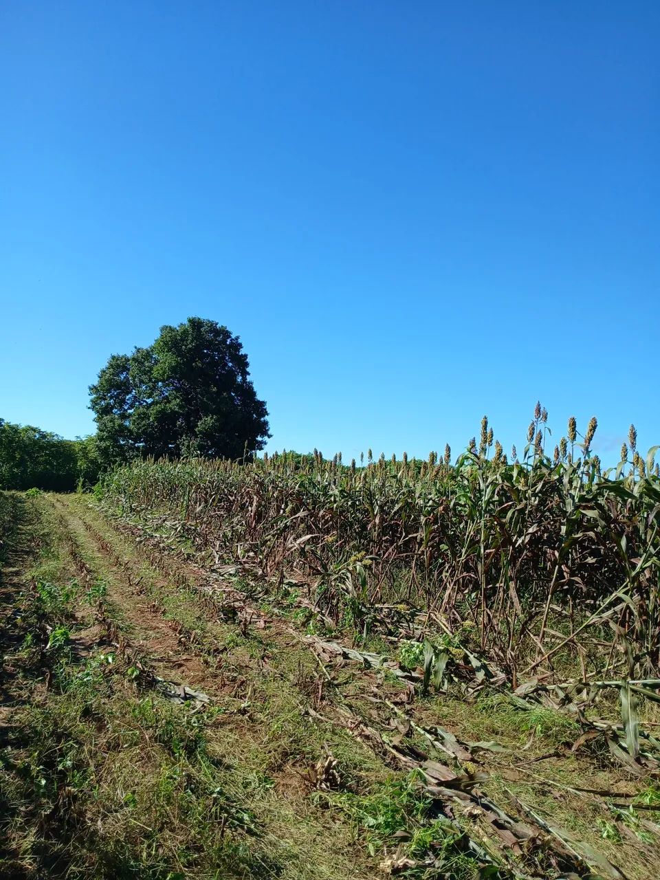 Vendo silagem, de sorgo e de milho.  - Foto 2