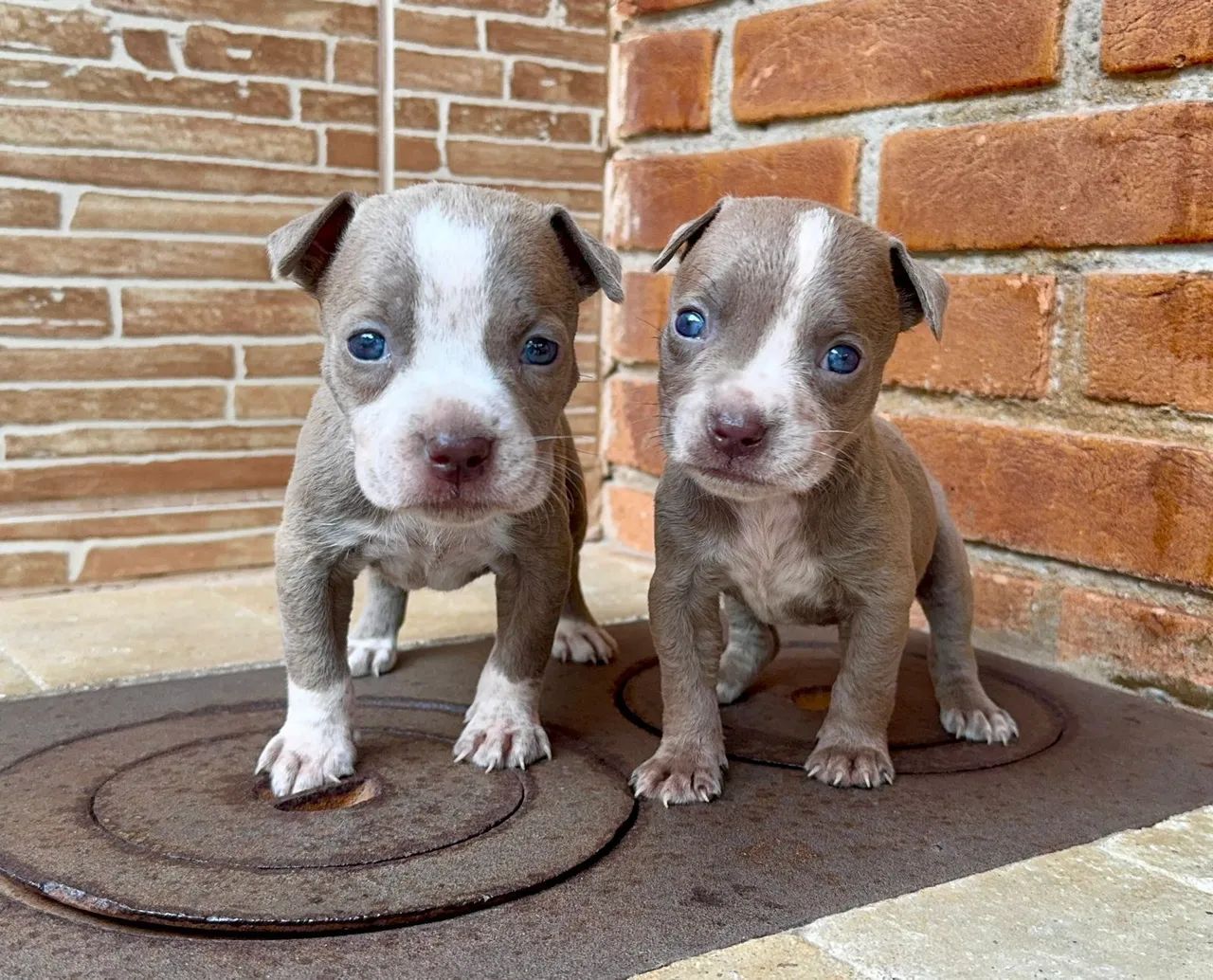 Pitbull Red Nose.