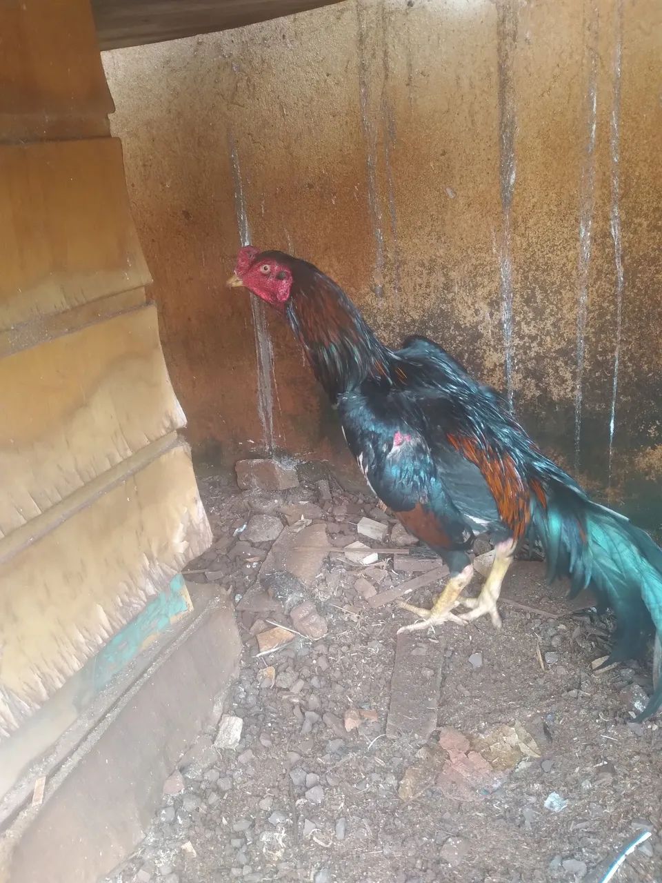 Galos e galinhas - Foto 4