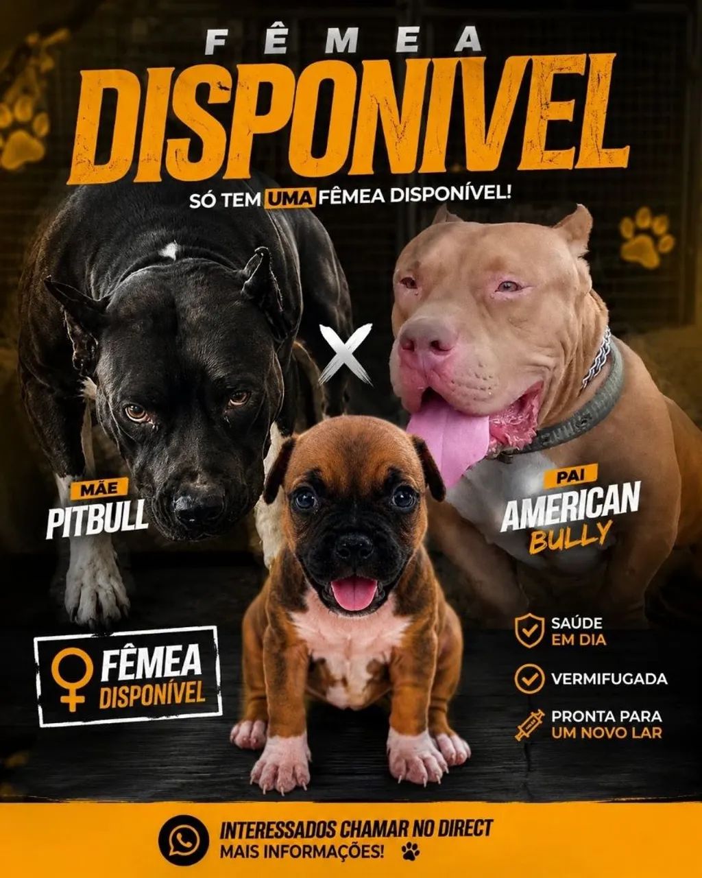 PITBULL