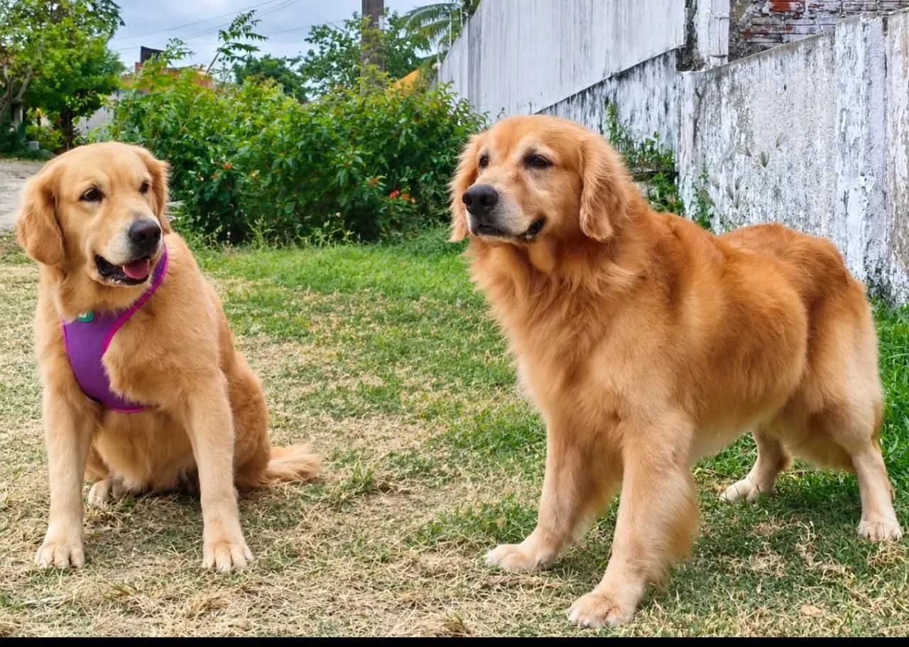 Golden retriever macho - Foto 4