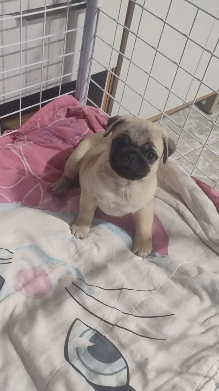 Fêmea linda - Cachorros - Colina, Guaíba 1503043766 | OLX