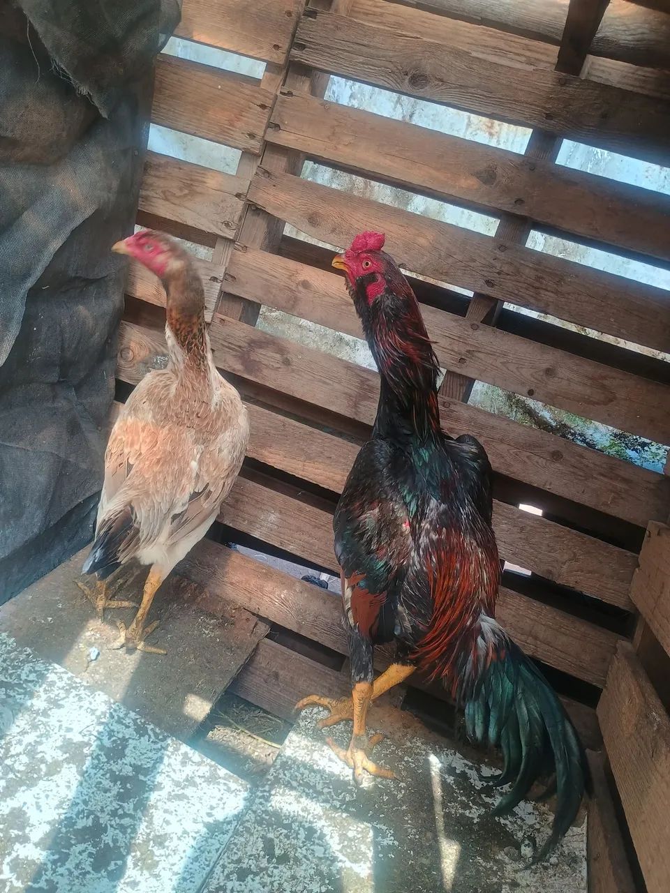 Frango  - Foto 3
