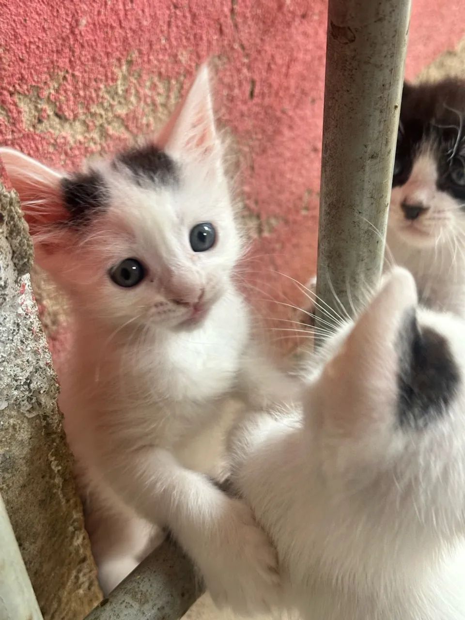 Doação de gatos  - Foto 4