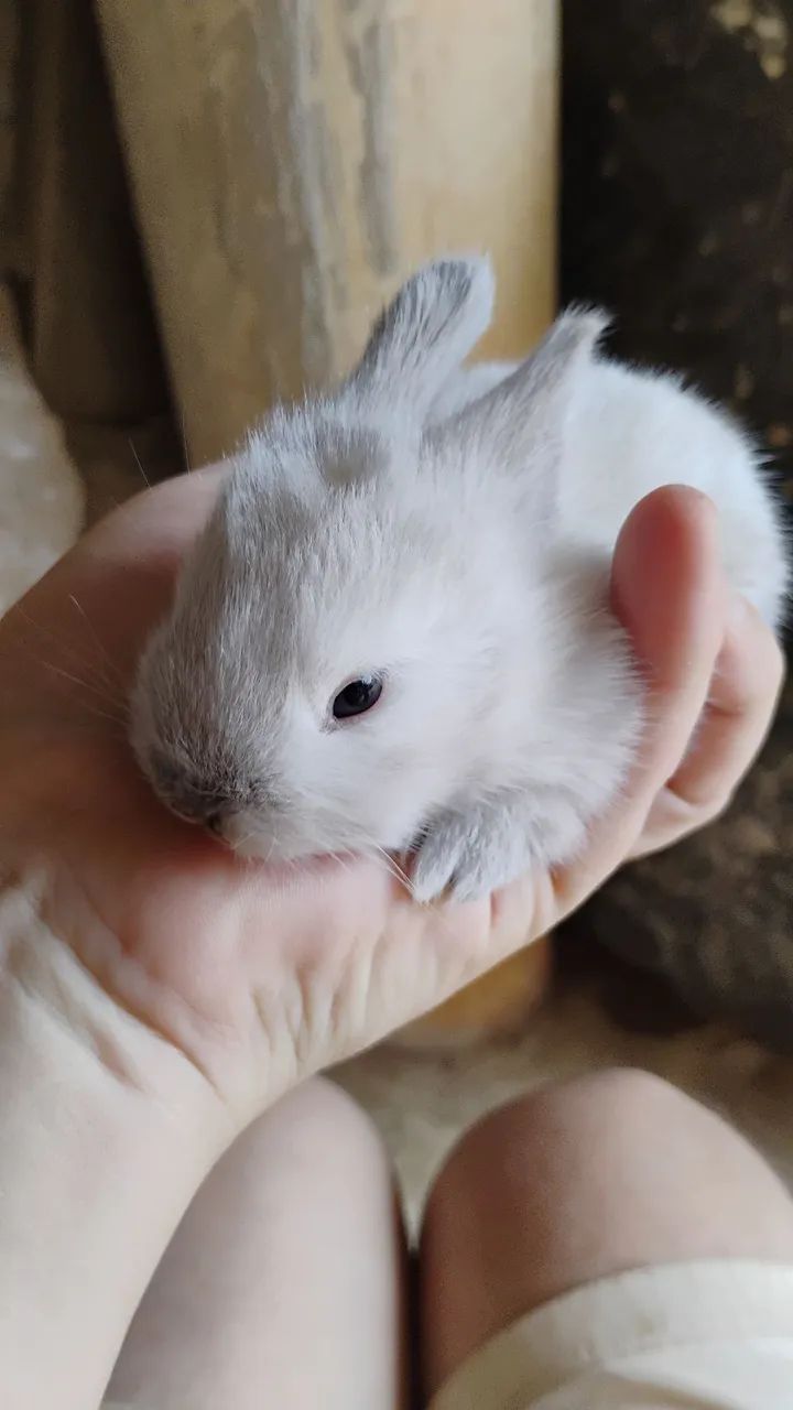 Coelhinhos da raça Lion Head - Foto 3