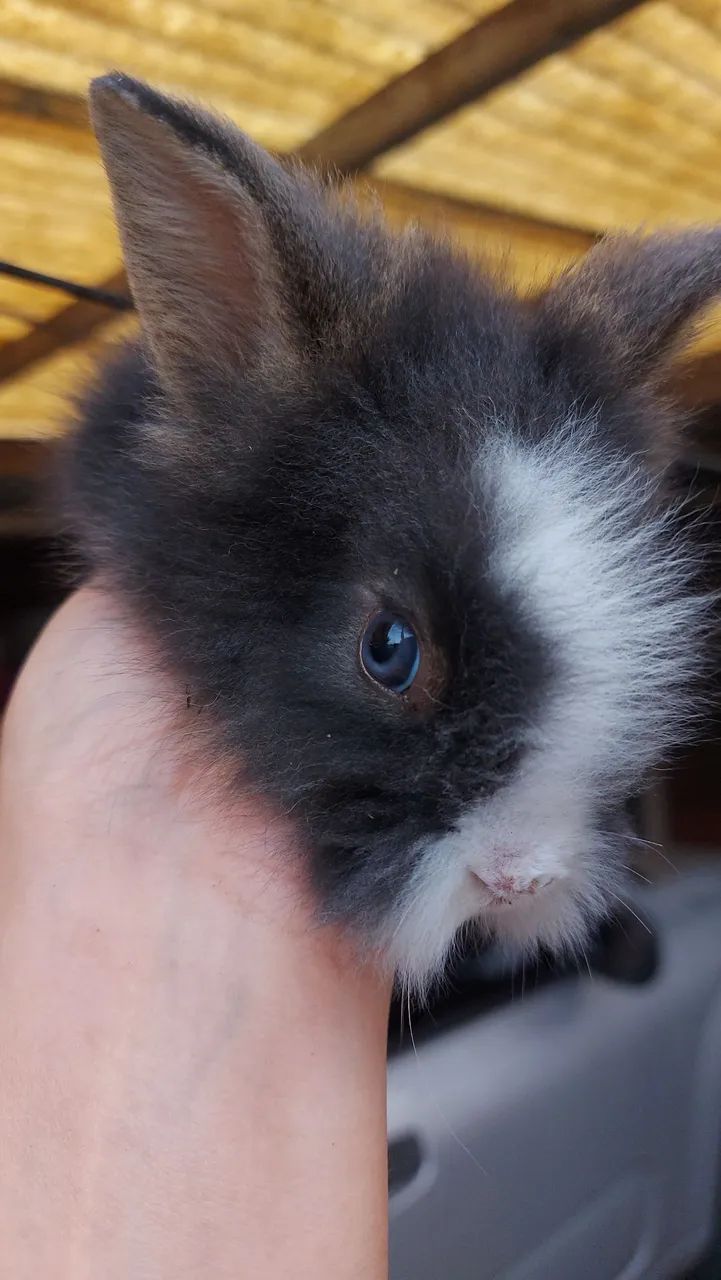 Últimos 5 Mini Lionhead disponíveis em Curitiba - Foto 3