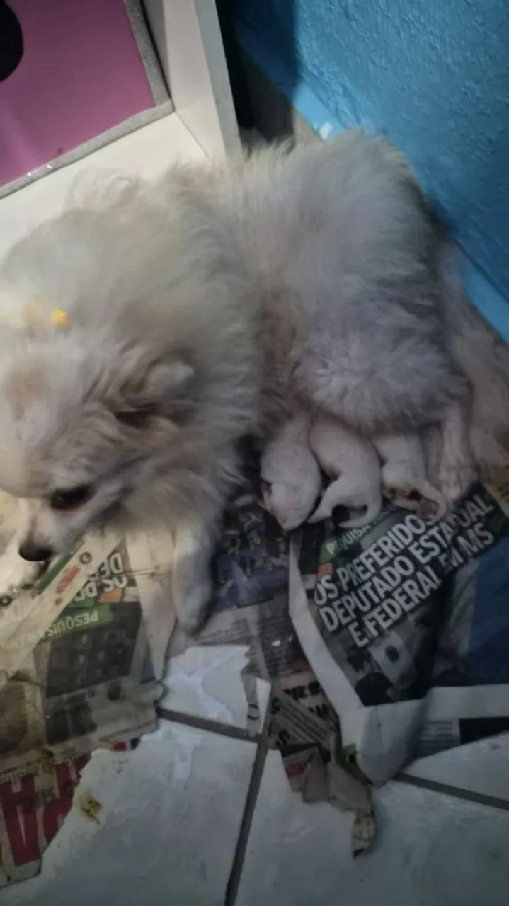 Lindos Spitz alemao