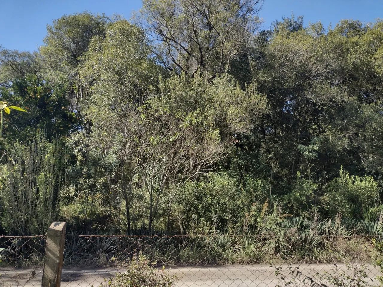 Terreno em São Mateus do Sul  - Foto 4