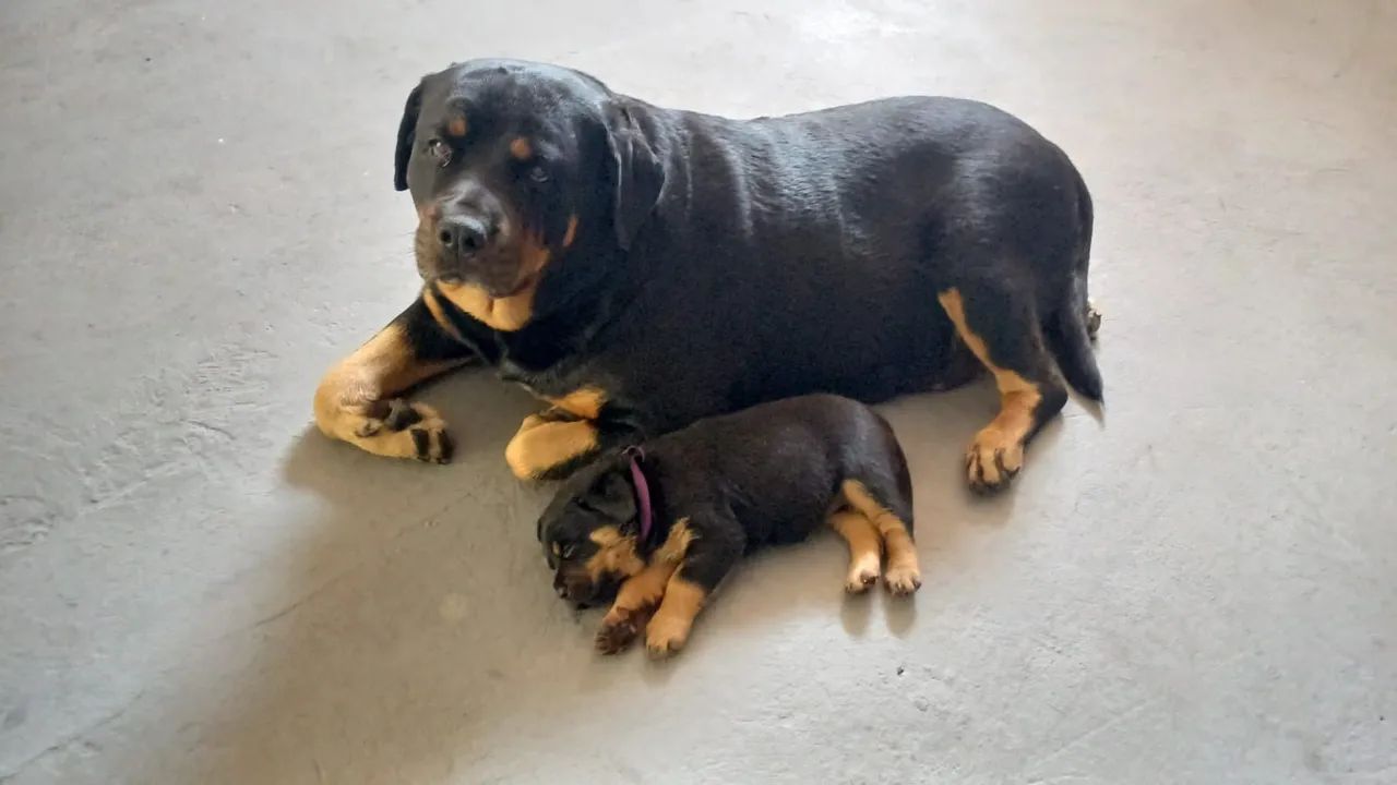 Filhote de Rottweiler  - Foto 3