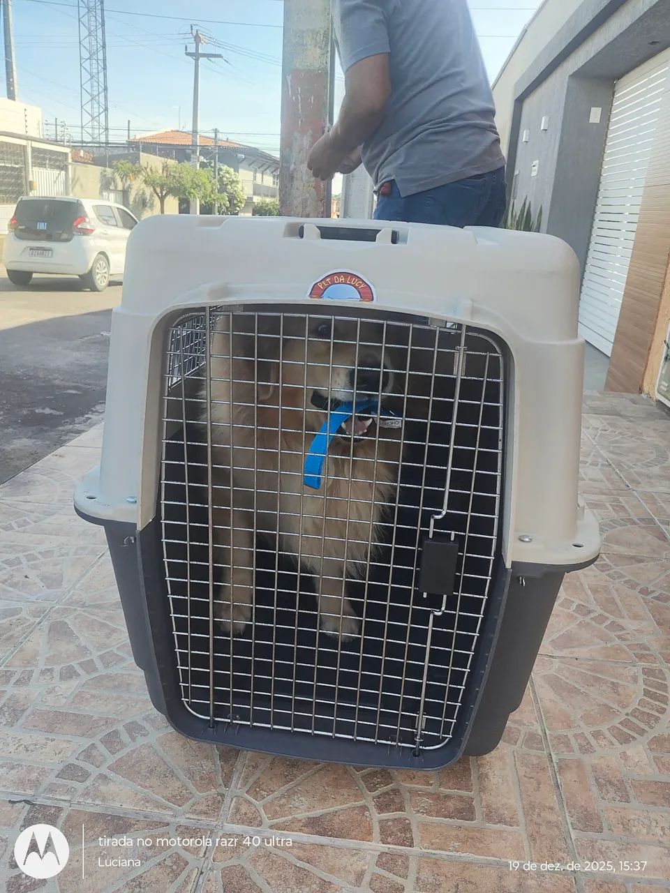 Transporte padrão IATA para viagem pet - Foto 5