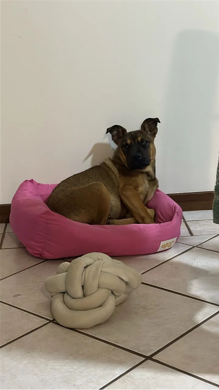 Filhote para adoção 