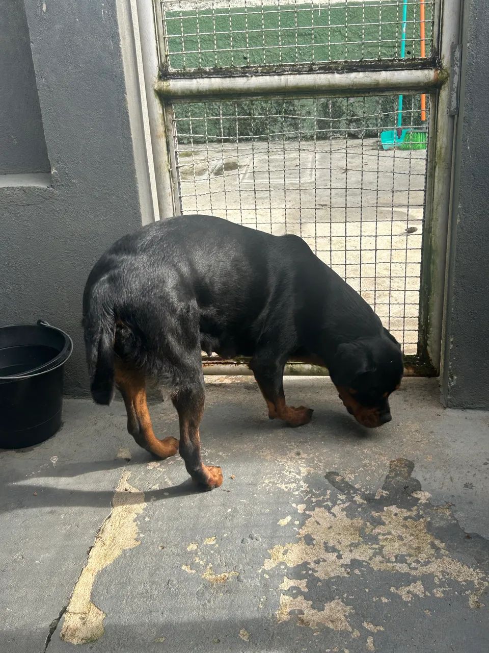 rotweiller filhotes  - Foto 3