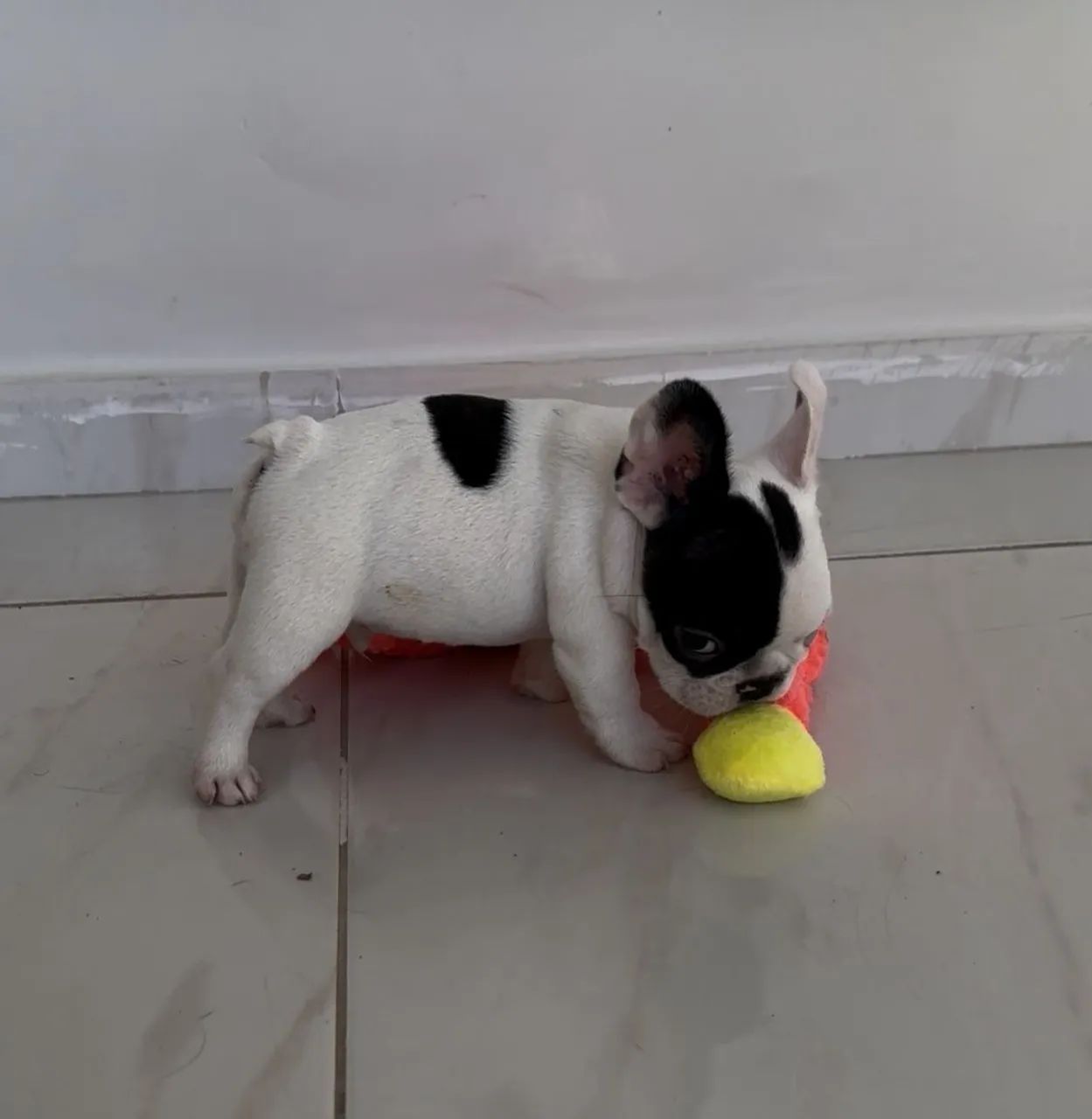 Buldogue francês macho - Foto 5