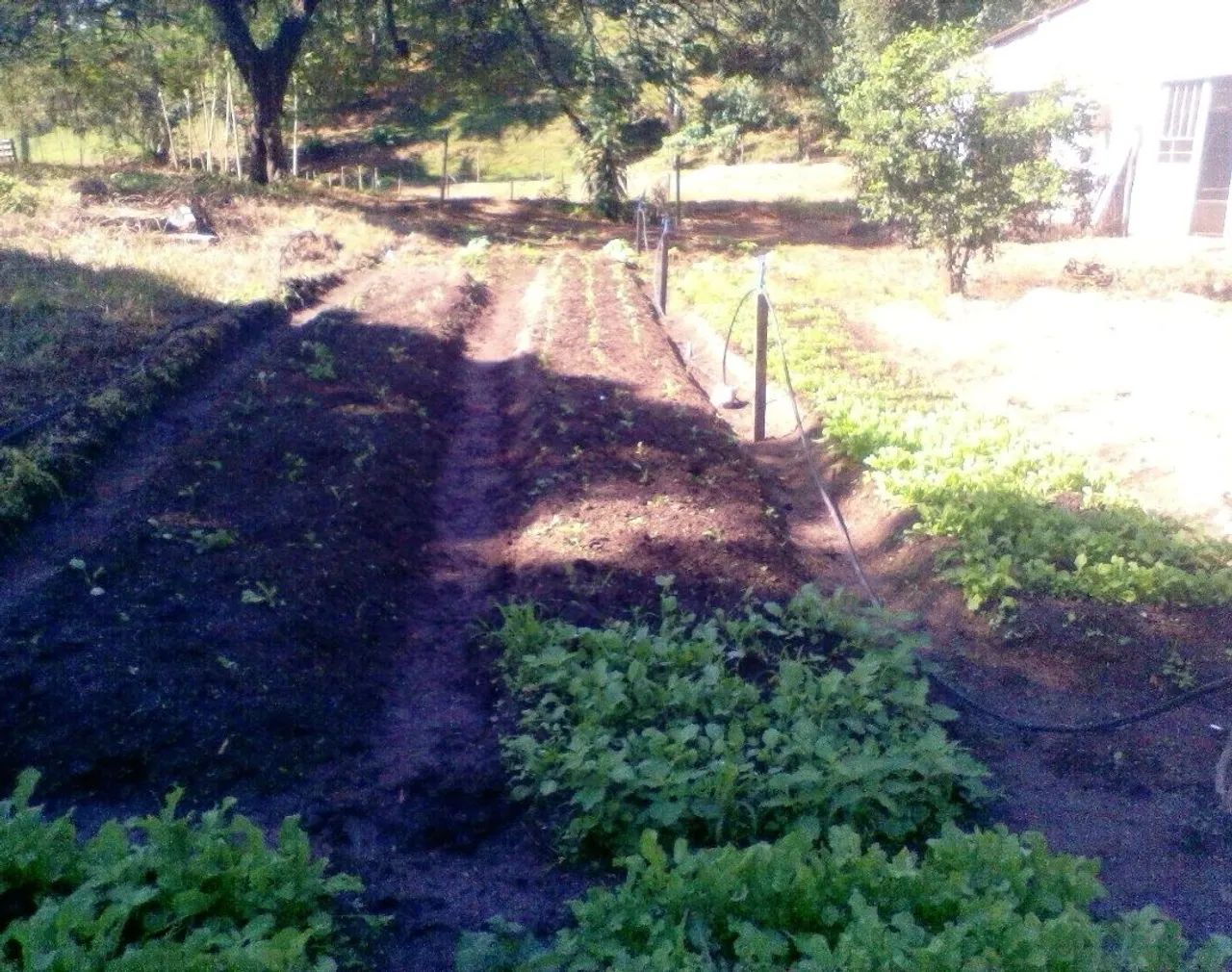 Procuro casa de caseiro 