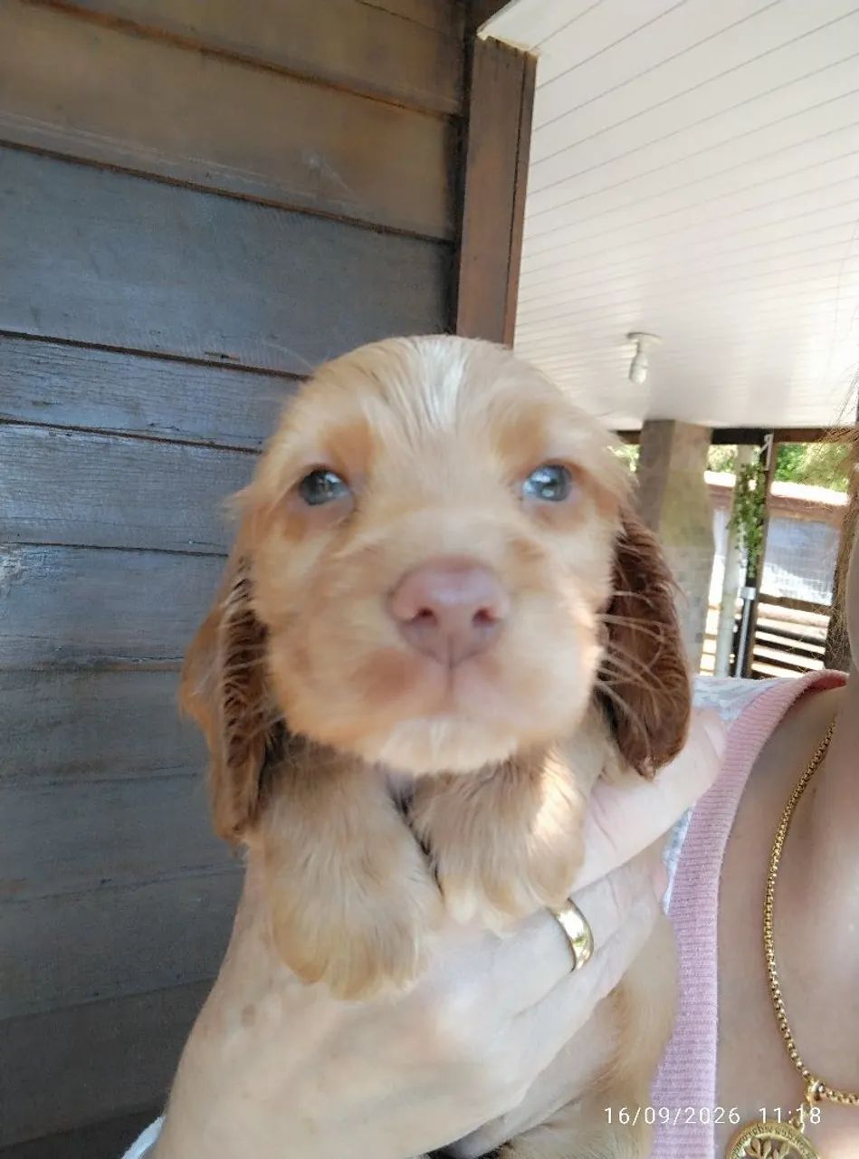 Cocker  - Foto 2
