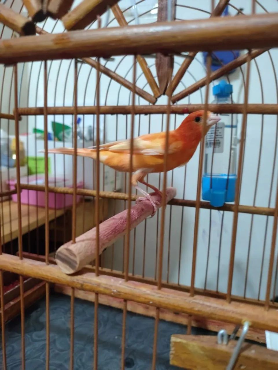 Gaiola