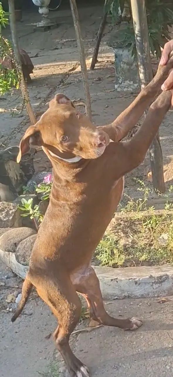Cachorro pitbull - Foto 2