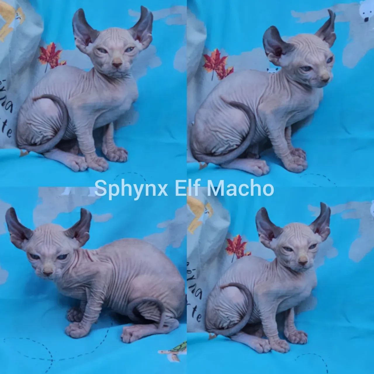 Sphynx e Elf Filhotes - Gatil BSB Cat  - Foto 4