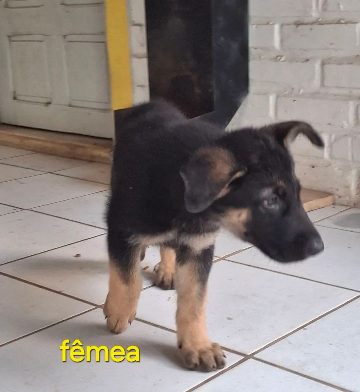 Pastor alemão  - Foto 2