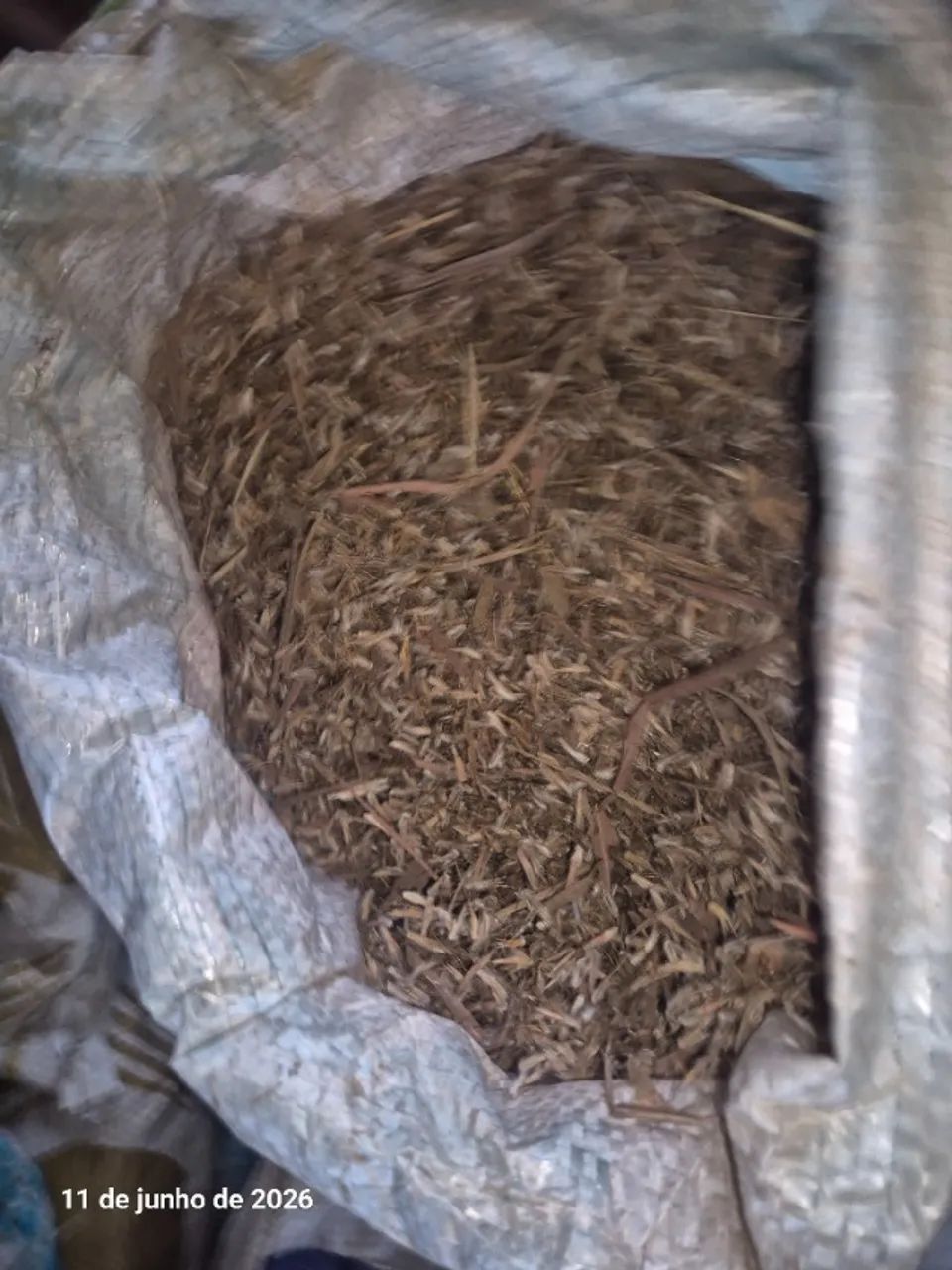 SEMENTES DE CAPIM ANDROPOGON 2026 - Foto 2