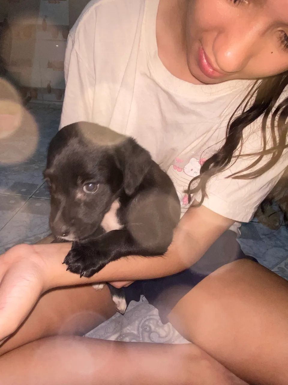 Cachorro 