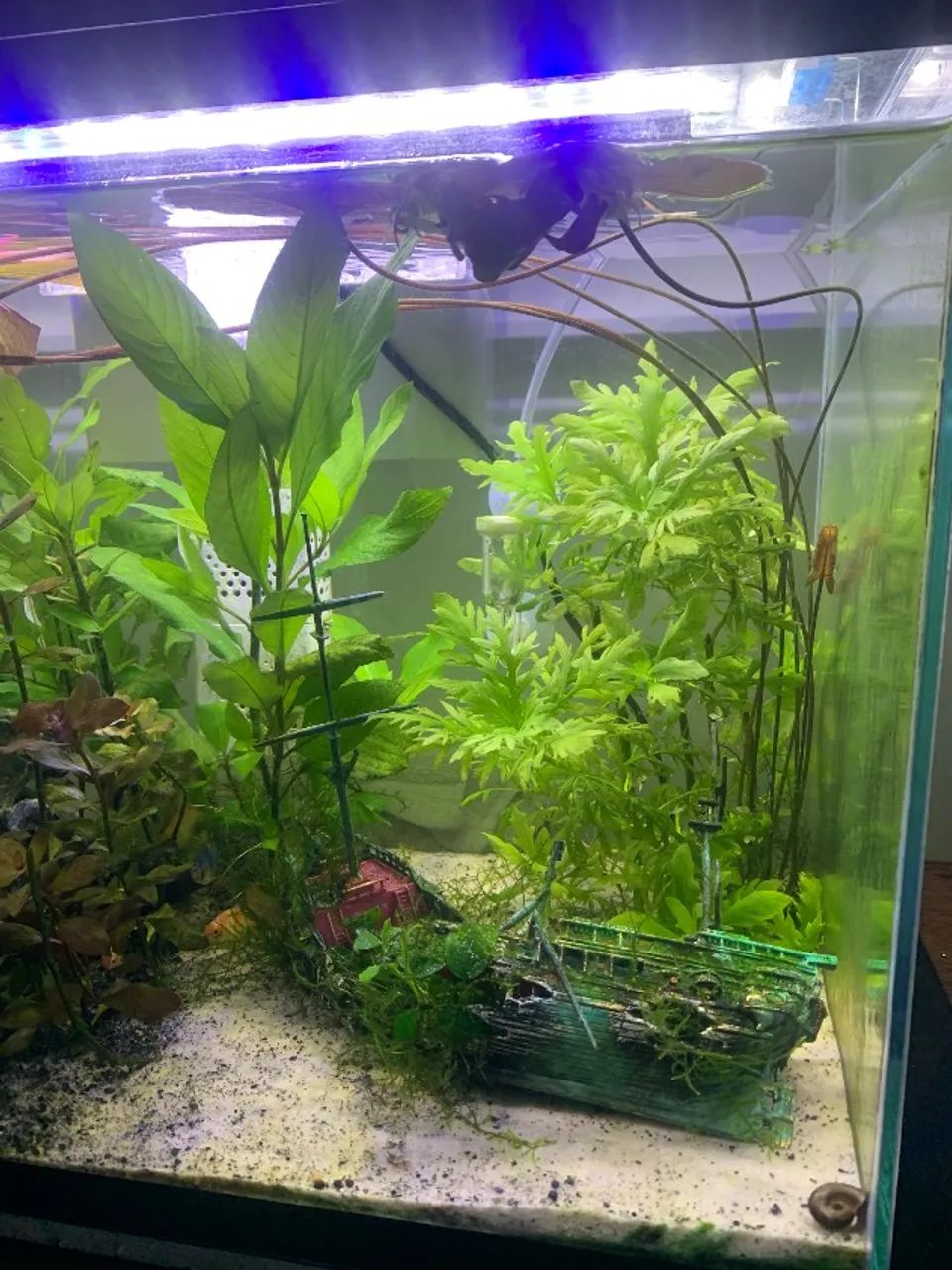 Aquário 50 litros - Foto 5