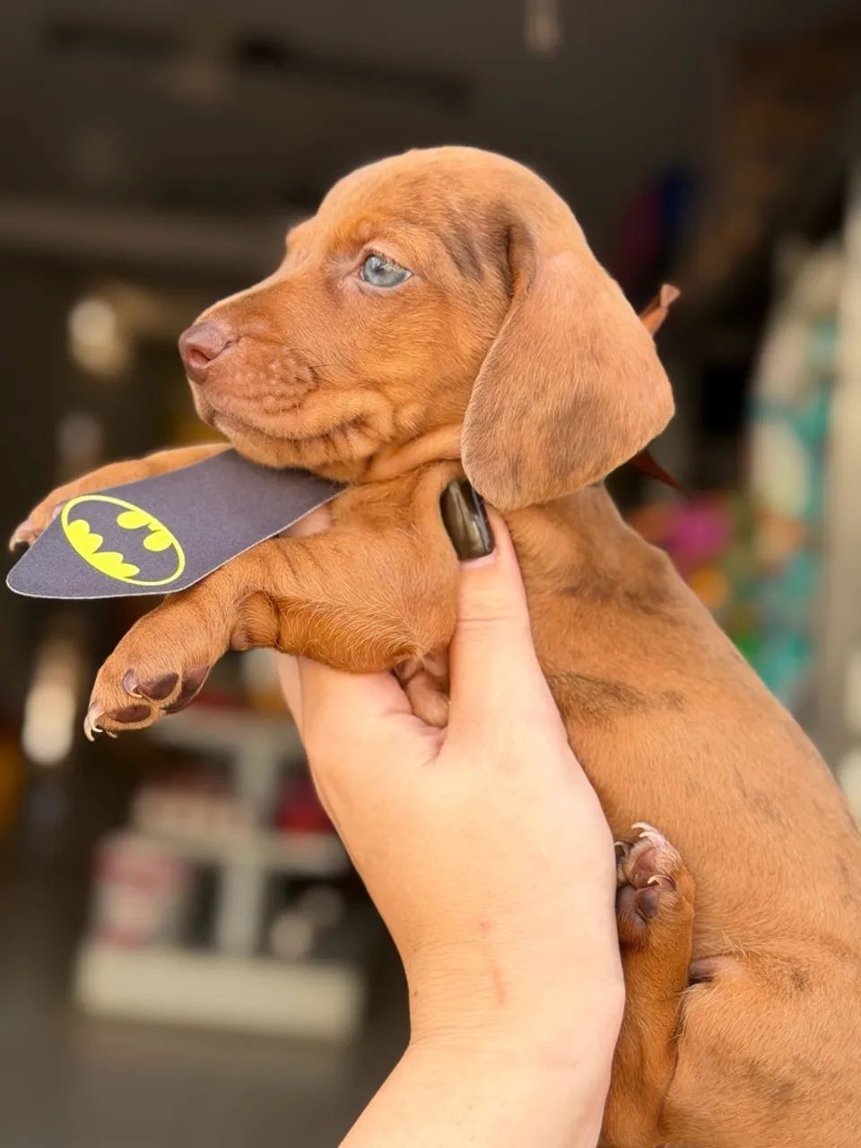 Dachshund macho chocomerle  - Foto 4