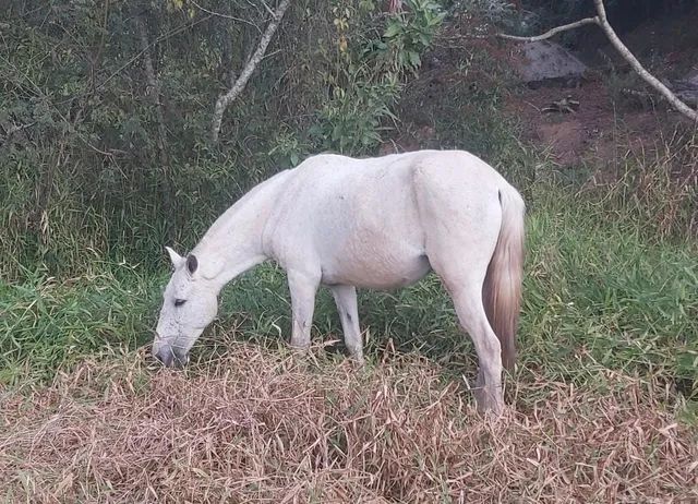 Égua frente aberta, mansa - Cavalos e acessórios - Pachecos, Palhoça  1252773521