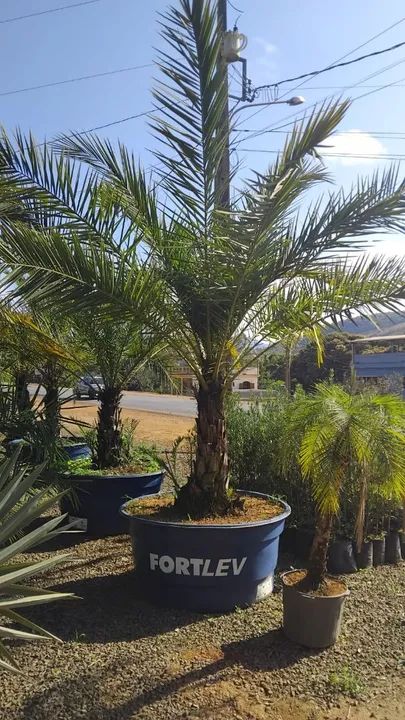 Mudas de palmeiras variadas semi adulta - Foto 3