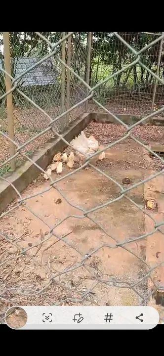 Pintinhos GSB de raça pura para venda - Foto 6